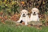 LABRADOR 291